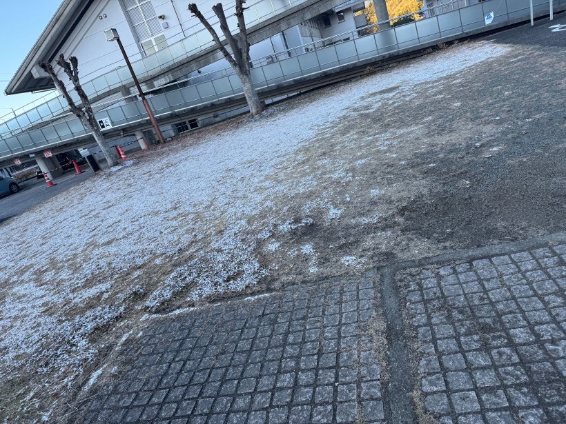 芝生に雪が積もっている